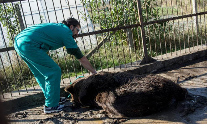 Medvék a szenttamási cirkuszból